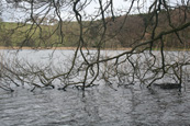 Lundie Loch near to the village of Lundie near Birkhill, Angus, Scotland