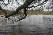 Lundie Loch near to the village of Lundie near Birkhill, Angus, Scotland