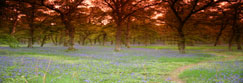 The Bluebell Woods near Murthly, Perthshire, Scotland