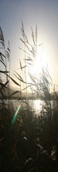 A reed bed beside the River Tay near to Inchyra in the Carse of Gowrie, Perthshire, Scotland