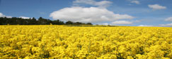 A rape field on Moncrieffe Hill near to Rhynd, Perthshire, Scotland