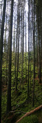 The Forest of Bruar near Bruar Falls, Perthshire, Scotland