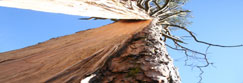 This unusual shot is of a tree which was actually split from the ground up!  It was situated at the head of Flwerdale Glen, Gairloch, Wester Ross, Scotland