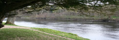 A Yew Tree growing on the banks of the River Tay near to Dunkeld, Perthshire, Scotland