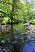 The Annaty Burn in "The Den" at Scone, Perthshire, Scotland