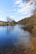 A pair of young Swans on the River Earn near to Crieff, Perthshire, Scotland