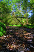 The Annaty Burn in "The Den" at Scone, Perthshire, Scotland