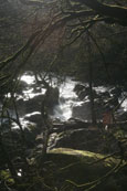 The River Braan as it winds its way through the forest at The Hermitage, Dunkeld, Perthshire, Scotland