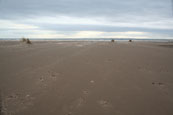 Kinshaldy Beach beside Tentsmuir Forest near Leuchars, Fife, Scotland