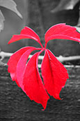 Virginia Creeper in a private garden in Perth, Pertghshire, Scotland