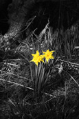 Daffodils pictured near to the village of Rhynd, Perthshire, Scotland