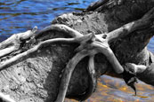 A fallen tree by the River tay near to Stanley, Perthshire, Scotland