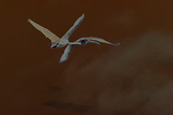 A pair of Swans in flight over the River Tay at Perth, Perthshire, Scotland