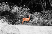 Roed Deer pictured in the Den at Scone, Perthshire, Scotland