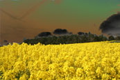 Photograph of a Rape Field on Moncrieffe Hill near to Rhynd, Perthshire