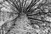 A large Spruce from the arboretum at Glenalmond House and the Banks of the River Almond, Perthshire, Scotland.