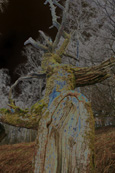 A tree in the woodland on The Knock above Crieff, Perthshire, Scotland