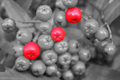 Rowan berries on a tree neer to Poolewe, Wester Ross, Scotland