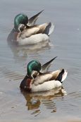 Mallard Drakes on the River Tay at Stanley, Perthshire, Scotland